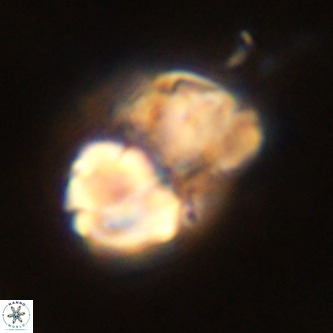 Micrantholithus imbricata VR 01241