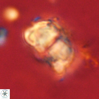Micrantholithus imbricata VR 01254