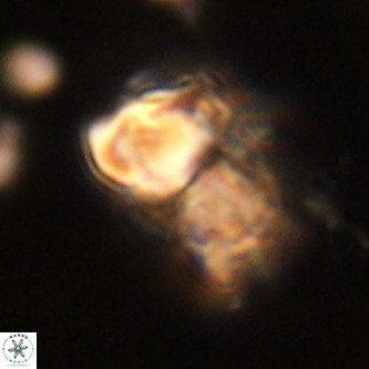 Micrantholithus imbricata VR 01255
