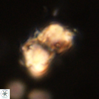 Micrantholithus imbricata VR 01256