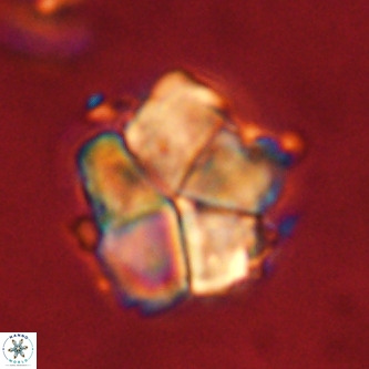Micrantholithus imbricata VR 01265