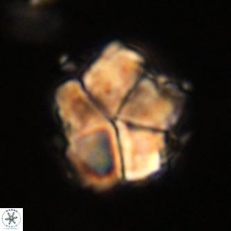 Micrantholithus imbricata VR 01266