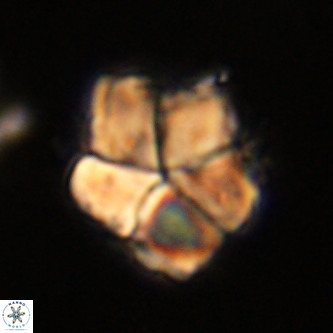 Micrantholithus imbricata VR 01267