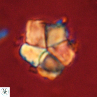 Micrantholithus imbricata VR 01268