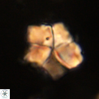 Micrantholithus imbricata VR 01271