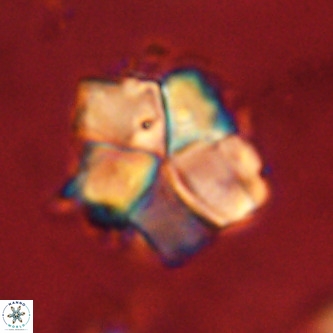 Micrantholithus imbricata VR 01272