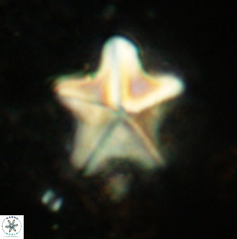 Micrantholithus pinguis 2376