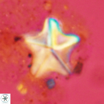 Micrantholithus pingius 2377