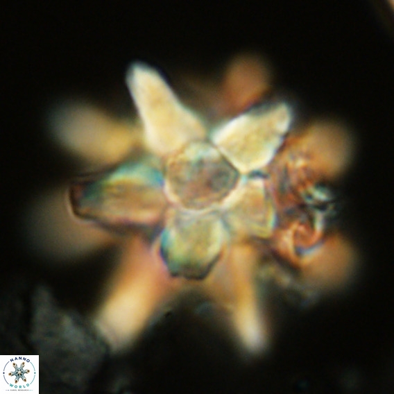 Micrascidites vulgaris VR 04144