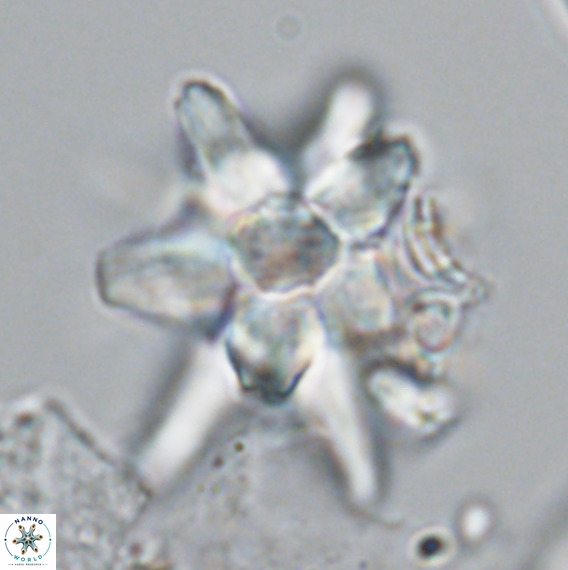 Micrascidites vulgaris VR 04145