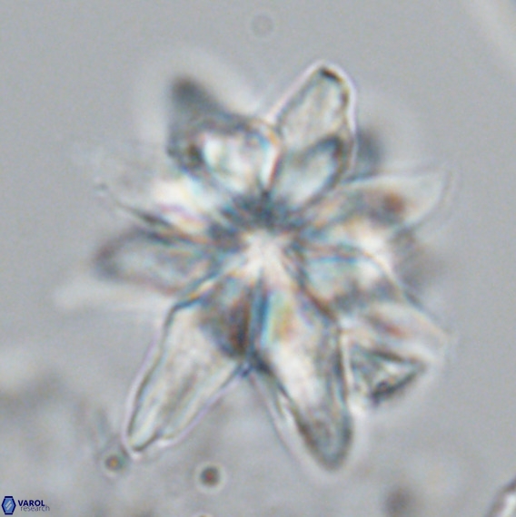 Micrascidites vulgaris VR 04146