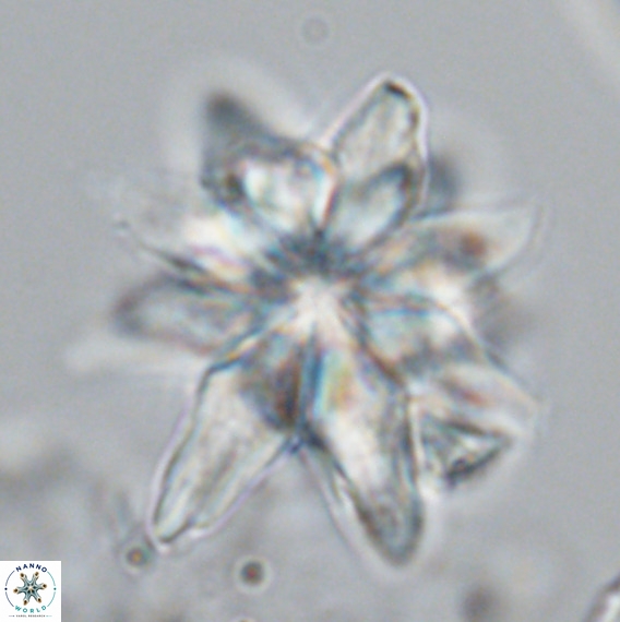 Micrascidites vulgaris VR 04146