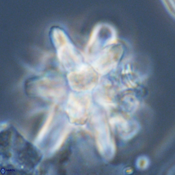 Micrascidites vulgaris VR 04148