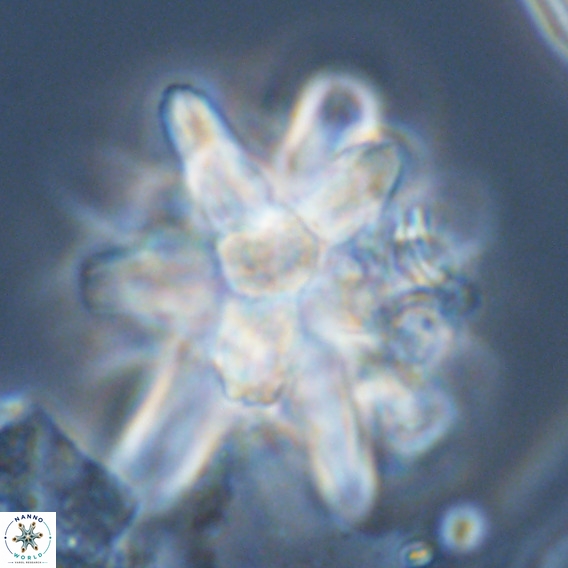 Micrascidites vulgaris VR 04148