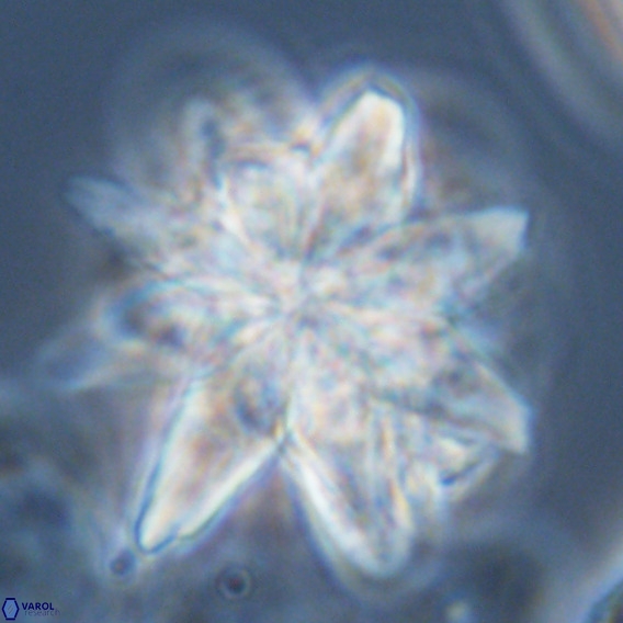 Micrascidites vulgaris VR 04149