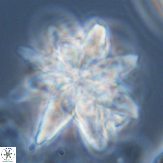 Micrascidites vulgaris VR 04149