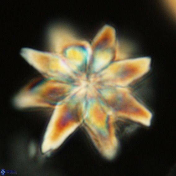 Micrascidites vulgaris VR 04141