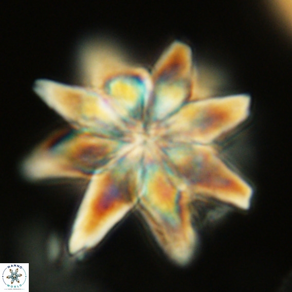 Micrascidites vulgaris VR 04141