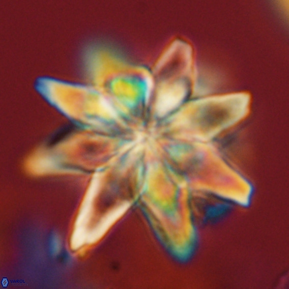 Micrascidites vulgaris VR 04142