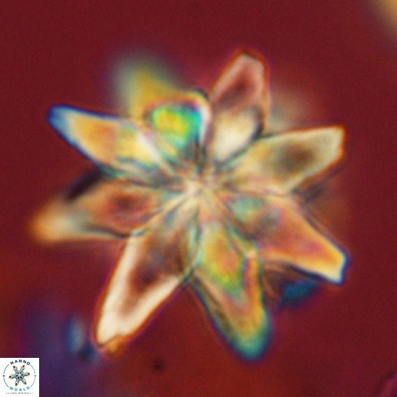 Micrascidites vulgaris VR 04142
