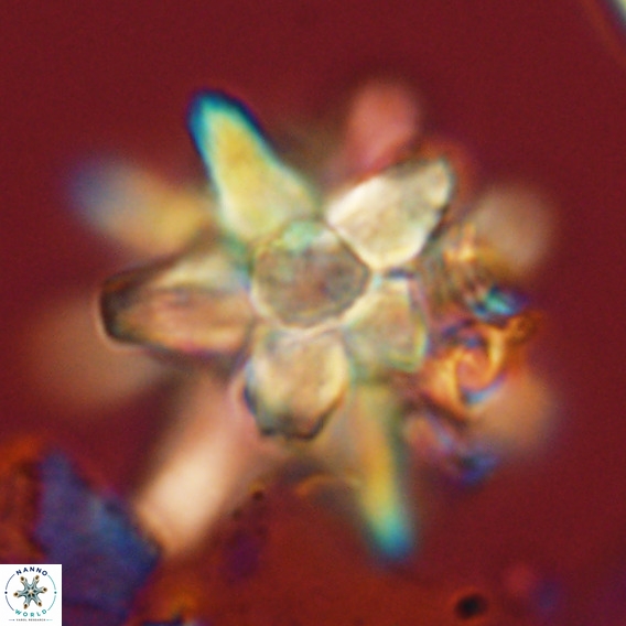 Micrascidites vulgaris VR 04143