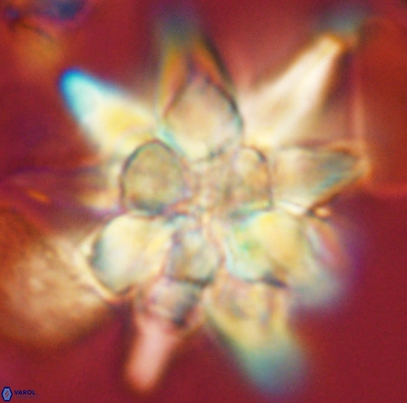 Micrascidites vulgaris VR 03346