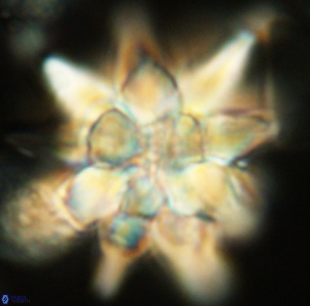 Micrascidites vulgaris VR 03347