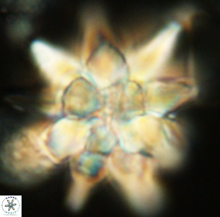 Micrascidites vulgaris VR 03347