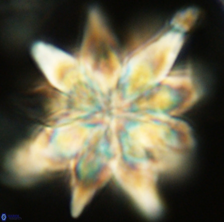 Micrascidites vulgaris VR 03348