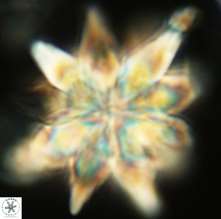 Micrascidites vulgaris VR 03348