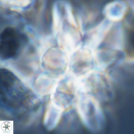 Micrascidites vulgaris VR 03354