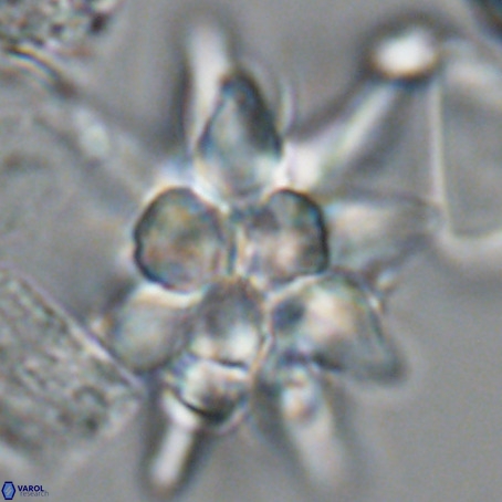 Micrascidites vulgaris VR 03350