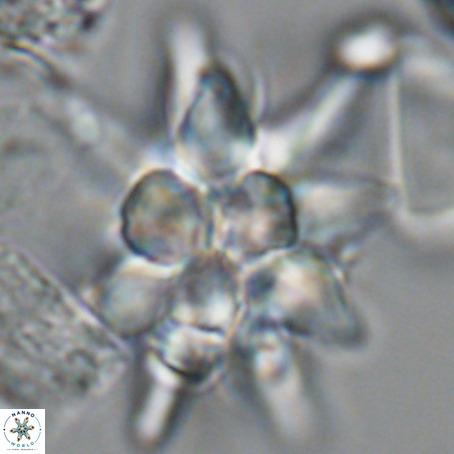 Micrascidites vulgaris VR 03350