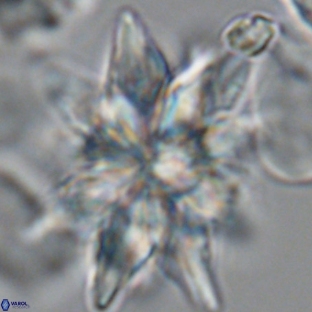 Micrascidites vulgaris VR 03351