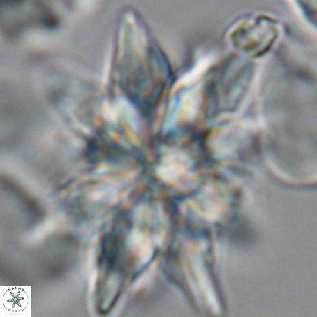Micrascidites vulgaris VR 03351