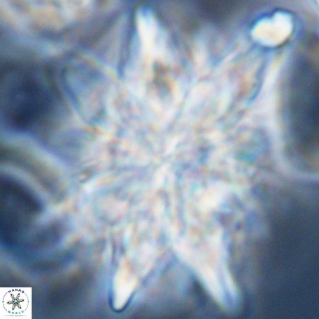 Micrascidites vulgaris VR 03353