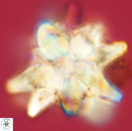 Micrascidites vulgaris VR 03384