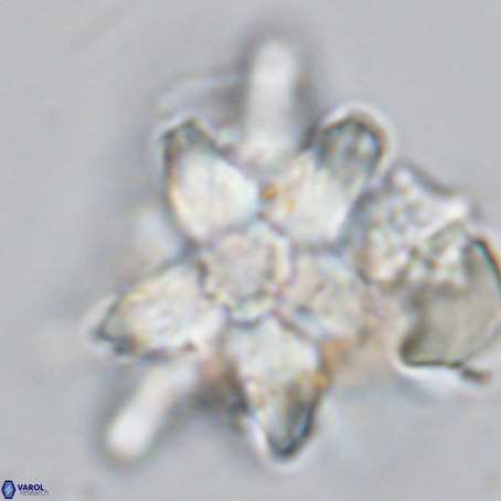 Micrascidites vulgaris VR 03385