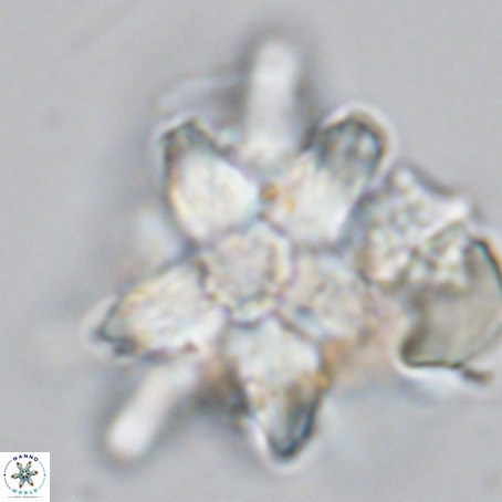 Micrascidites vulgaris VR 03385