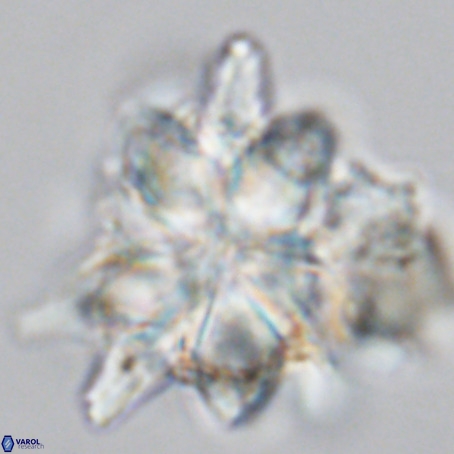 Micrascidites vulgaris VR 03386