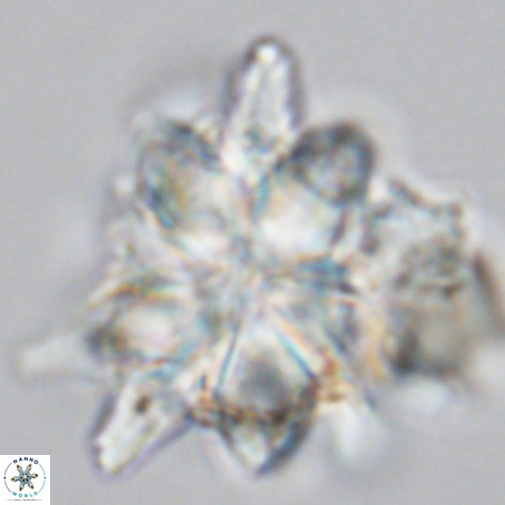 Micrascidites vulgaris VR 03386