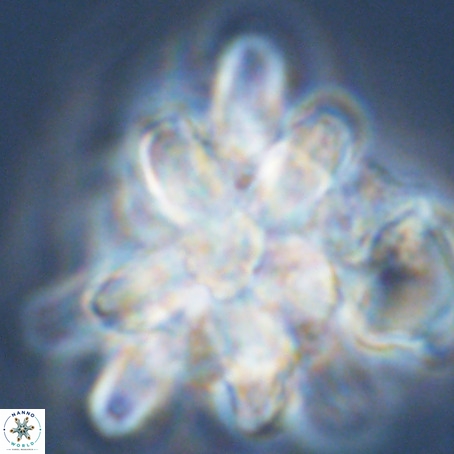 Micrascidites vulgaris VR 03389