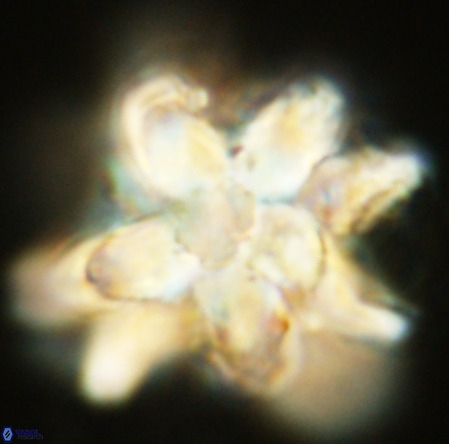 Micrascidites vulgaris VR 03382