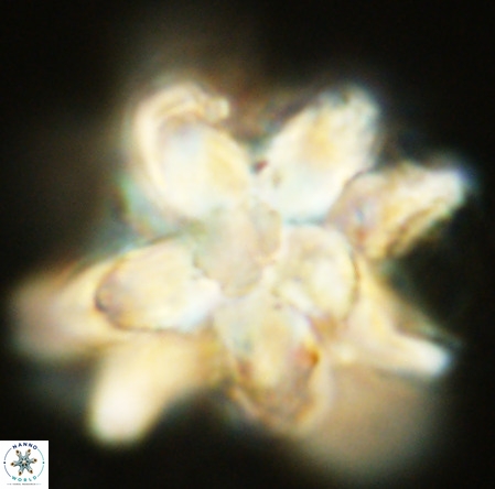 Micrascidites vulgaris VR 03382