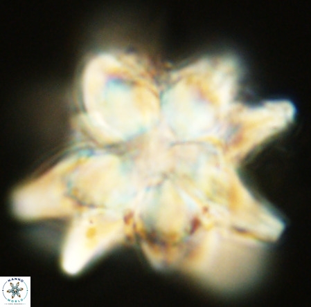 Micrascidites vulgaris VR 03383