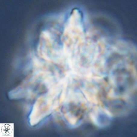 Micrascidites vulgaris VR 03390