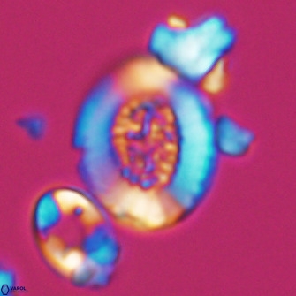 Miravetesina culverensis 10828