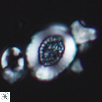 Miravetesina culverensis 10829