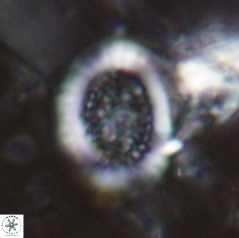 Miravetesina culverensis 14930
