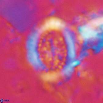 Miravetesina culverensis 14931